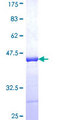 GNT-V / MGAT5 Protein - 12.5% SDS-PAGE Stained with Coomassie Blue.