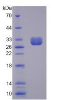 GOB5 / CLCA1 Protein - Active Chloride Channel Accessory 1 (CLCA1) by SDS-PAGE