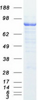 GOK / STIM1 Protein - Purified recombinant protein STIM1 was analyzed by SDS-PAGE gel and Coomassie Blue Staining