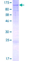 GOLGA1 / Golgin-97 Protein - 12.5% SDS-PAGE of human GOLGA1 stained with Coomassie Blue