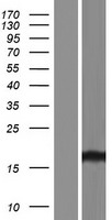 GOLGA2P5 Protein - Western validation with an anti-DDK antibody * L: Control HEK293 lysate R: Over-expression lysate
