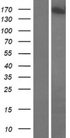 GOLGA3 Protein - Western validation with an anti-DDK antibody * L: Control HEK293 lysate R: Over-expression lysate