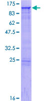 GOLGA5 Protein - 12.5% SDS-PAGE of human GOLGA5 stained with Coomassie Blue