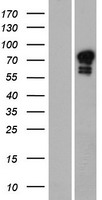 GOLGA6A Protein - Western validation with an anti-DDK antibody * L: Control HEK293 lysate R: Over-expression lysate
