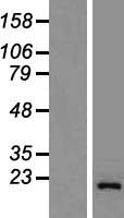 GOLGA7 Protein - Western validation with an anti-DDK antibody * L: Control HEK293 lysate R: Over-expression lysate