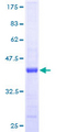 GOLGA7 Protein - 12.5% SDS-PAGE of human GOLGA7 stained with Coomassie Blue