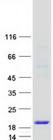 GOLGA7 Protein - Purified recombinant protein GOLGA7 was analyzed by SDS-PAGE gel and Coomassie Blue Staining