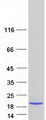 GOLGA7 Protein - Purified recombinant protein GOLGA7 was analyzed by SDS-PAGE gel and Coomassie Blue Staining