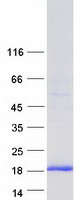 GOLGA7 Protein - Purified recombinant protein GOLGA7 was analyzed by SDS-PAGE gel and Coomassie Blue Staining