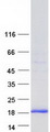 GOLGA7 Protein - Purified recombinant protein GOLGA7 was analyzed by SDS-PAGE gel and Coomassie Blue Staining