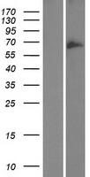 GOLGA8B / Golgin-67 Protein - Western validation with an anti-DDK antibody * L: Control HEK293 lysate R: Over-expression lysate