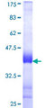GOLGB1 / Giantin Protein - 12.5% SDS-PAGE Stained with Coomassie Blue.
