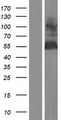 GOLM1 / GP73 / GOLPH2 Protein - Western validation with an anti-DDK antibody * L: Control HEK293 lysate R: Over-expression lysate