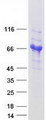 GOLM1 / GP73 / GOLPH2 Protein - Purified recombinant protein GOLM1 was analyzed by SDS-PAGE gel and Coomassie Blue Staining