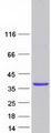 GOLPH3 Protein - Purified recombinant protein GOLPH3 was analyzed by SDS-PAGE gel and Coomassie Blue Staining
