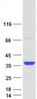 GOLPH3L Protein - Purified recombinant protein GOLPH3L was analyzed by SDS-PAGE gel and Coomassie Blue Staining