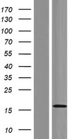 GOLT1A Protein - Western validation with an anti-DDK antibody * L: Control HEK293 lysate R: Over-expression lysate