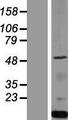 GOPC / PIST Protein - Western validation with an anti-DDK antibody * L: Control HEK293 lysate R: Over-expression lysate