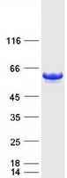 GOPC / PIST Protein - Purified recombinant protein GOPC was analyzed by SDS-PAGE gel and Coomassie Blue Staining