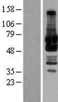 GORASP1 / GRASP65 Protein - Western validation with an anti-DDK antibody * L: Control HEK293 lysate R: Over-expression lysate