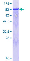 GORASP1 / GRASP65 Protein - 12.5% SDS-PAGE of human GORASP1 stained with Coomassie Blue