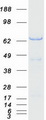 GORASP1 / GRASP65 Protein - Purified recombinant protein GORASP1 was analyzed by SDS-PAGE gel and Coomassie Blue Staining