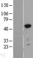 GORASP2 / GRASP55 Protein - Western validation with an anti-DDK antibody * L: Control HEK293 lysate R: Over-expression lysate