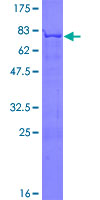 GORASP2 / GRASP55 Protein - 12.5% SDS-PAGE of human GORASP2 stained with Coomassie Blue
