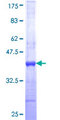 GORASP2 / GRASP55 Protein - 12.5% SDS-PAGE Stained with Coomassie Blue.