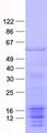 GORASP2 / GRASP55 Protein