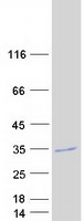 GOSR2 / Membrin Protein - Purified recombinant protein GOSR2 was analyzed by SDS-PAGE gel and Coomassie Blue Staining