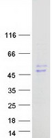 GOT1L1 Protein - Purified recombinant protein GOT1L1 was analyzed by SDS-PAGE gel and Coomassie Blue Staining