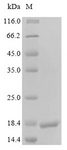 GP1BA / CD42b Protein - (Tris-Glycine gel) Discontinuous SDS-PAGE (reduced) with 5% enrichment gel and 15% separation gel.