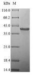 GP1BB / CD42c Protein - (Tris-Glycine gel) Discontinuous SDS-PAGE (reduced) with 5% enrichment gel and 15% separation gel.