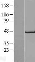 GP2 Protein - Western validation with an anti-DDK antibody * L: Control HEK293 lysate R: Over-expression lysate