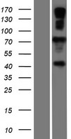GP78 / AMFR Protein - Western validation with an anti-DDK antibody * L: Control HEK293 lysate R: Over-expression lysate