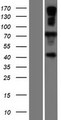 GP78 / AMFR Protein - Western validation with an anti-DDK antibody * L: Control HEK293 lysate R: Over-expression lysate