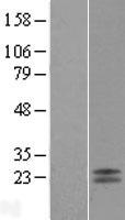GP9 / CD42a Protein - Western validation with an anti-DDK antibody * L: Control HEK293 lysate R: Over-expression lysate