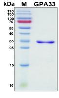 GPA33 / A33 Protein