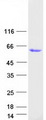 GPA33 / A33 Protein - Purified recombinant protein GPA33 was analyzed by SDS-PAGE gel and Coomassie Blue Staining