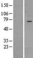 GPAA1 Protein - Western validation with an anti-DDK antibody * L: Control HEK293 lysate R: Over-expression lysate