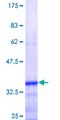 GPAM Protein - 12.5% SDS-PAGE Stained with Coomassie Blue.
