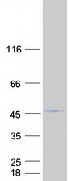 GPANK1 / G5 Protein - Purified recombinant protein GPANK1 was analyzed by SDS-PAGE gel and Coomassie Blue Staining
