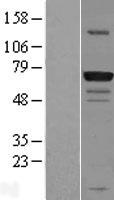GPATC3 Protein - Western validation with an anti-DDK antibody * L: Control HEK293 lysate R: Over-expression lysate