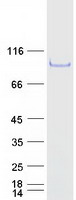GPATC3 Protein - Purified recombinant protein GPATCH3 was analyzed by SDS-PAGE gel and Coomassie Blue Staining