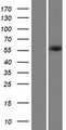 GPATCH2 Protein - Western validation with an anti-DDK antibody * L: Control HEK293 lysate R: Over-expression lysate