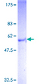 GPBAR1 / TGR5 Protein - 12.5% SDS-PAGE of human GPBAR1 stained with Coomassie Blue