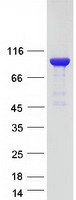 GPBB / PYGB Protein - Purified recombinant protein PYGB was analyzed by SDS-PAGE gel and Coomassie Blue Staining