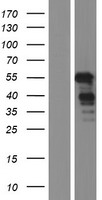 GPBP1 Protein - Western validation with an anti-DDK antibody * L: Control HEK293 lysate R: Over-expression lysate