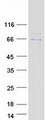 GPBP1 Protein - Purified recombinant protein GPBP1 was analyzed by SDS-PAGE gel and Coomassie Blue Staining